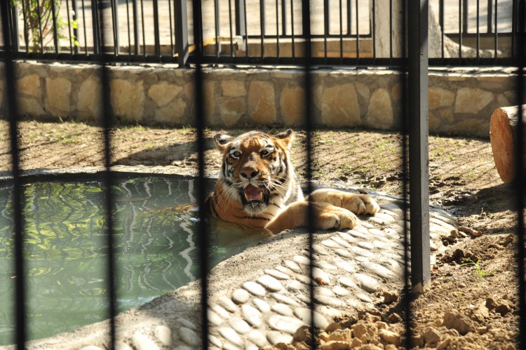 Tiger enjoys new enclosure at Baku Zoo