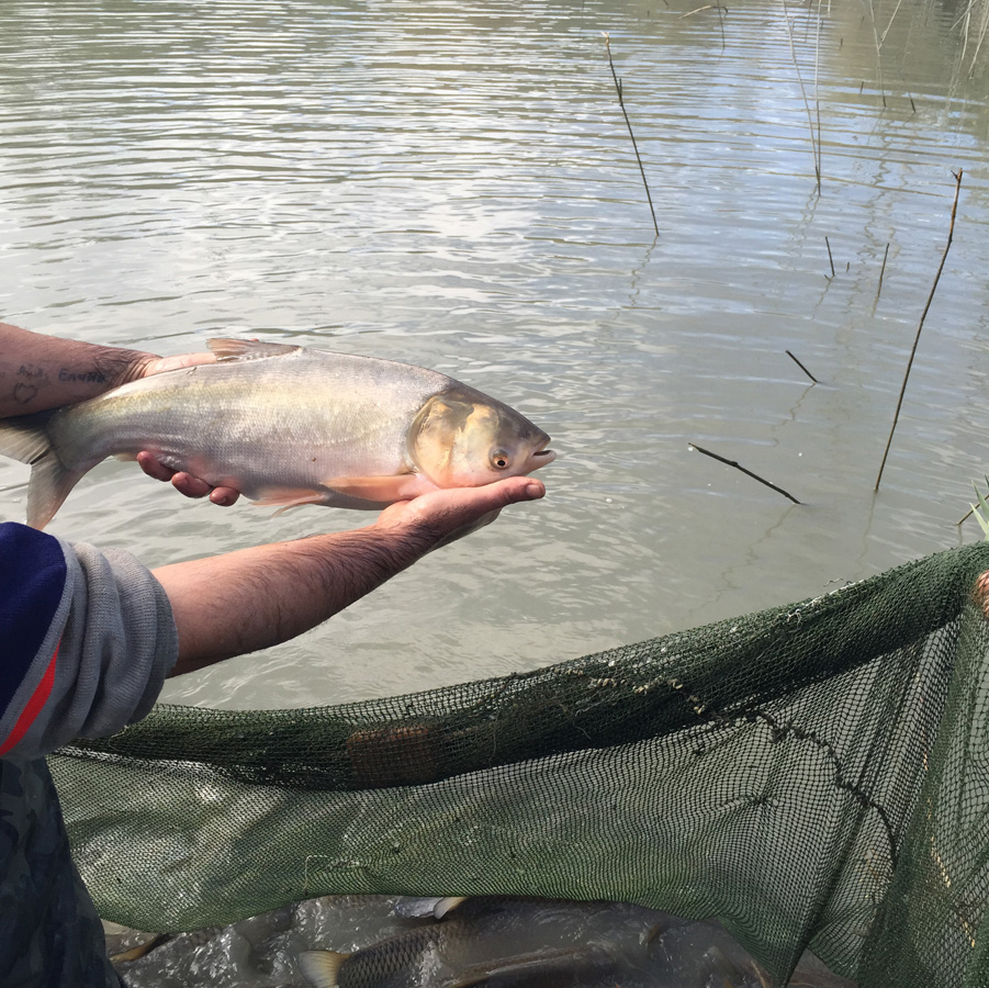 Fish fattening attractive for industry