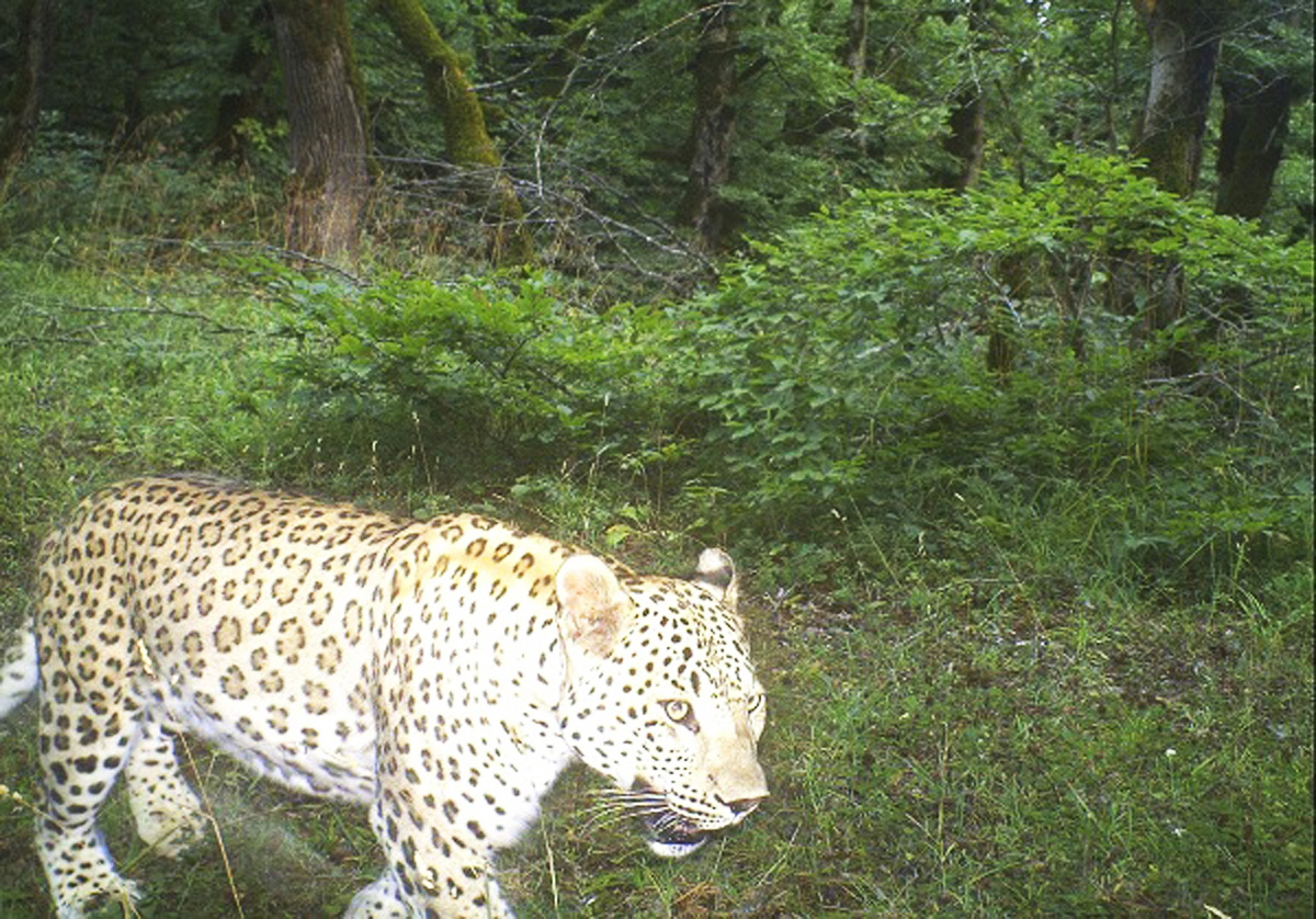 Endangered leopard killed in Azerbaijan