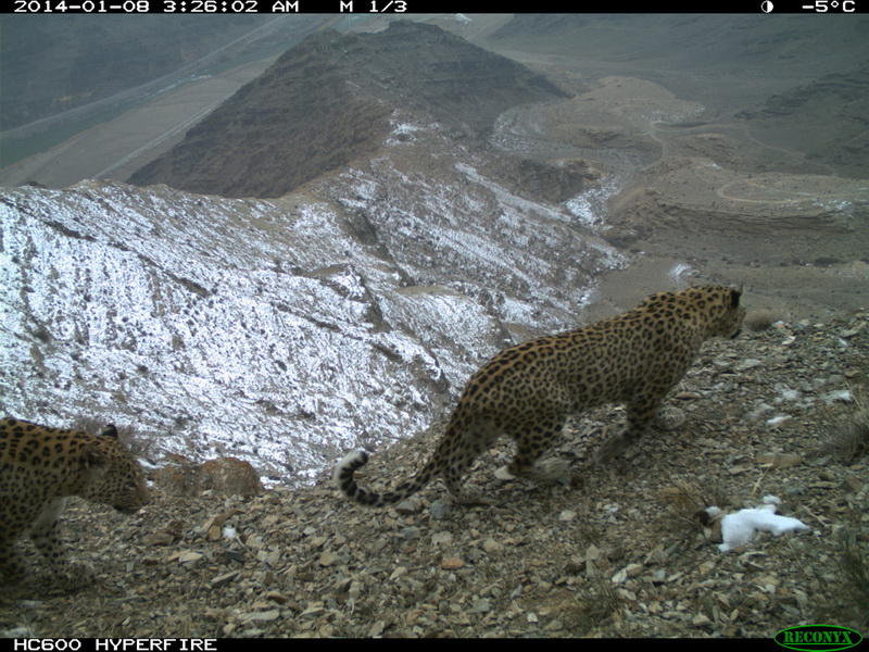 Azerbaijan intensifies support for protecting indigenous leopards