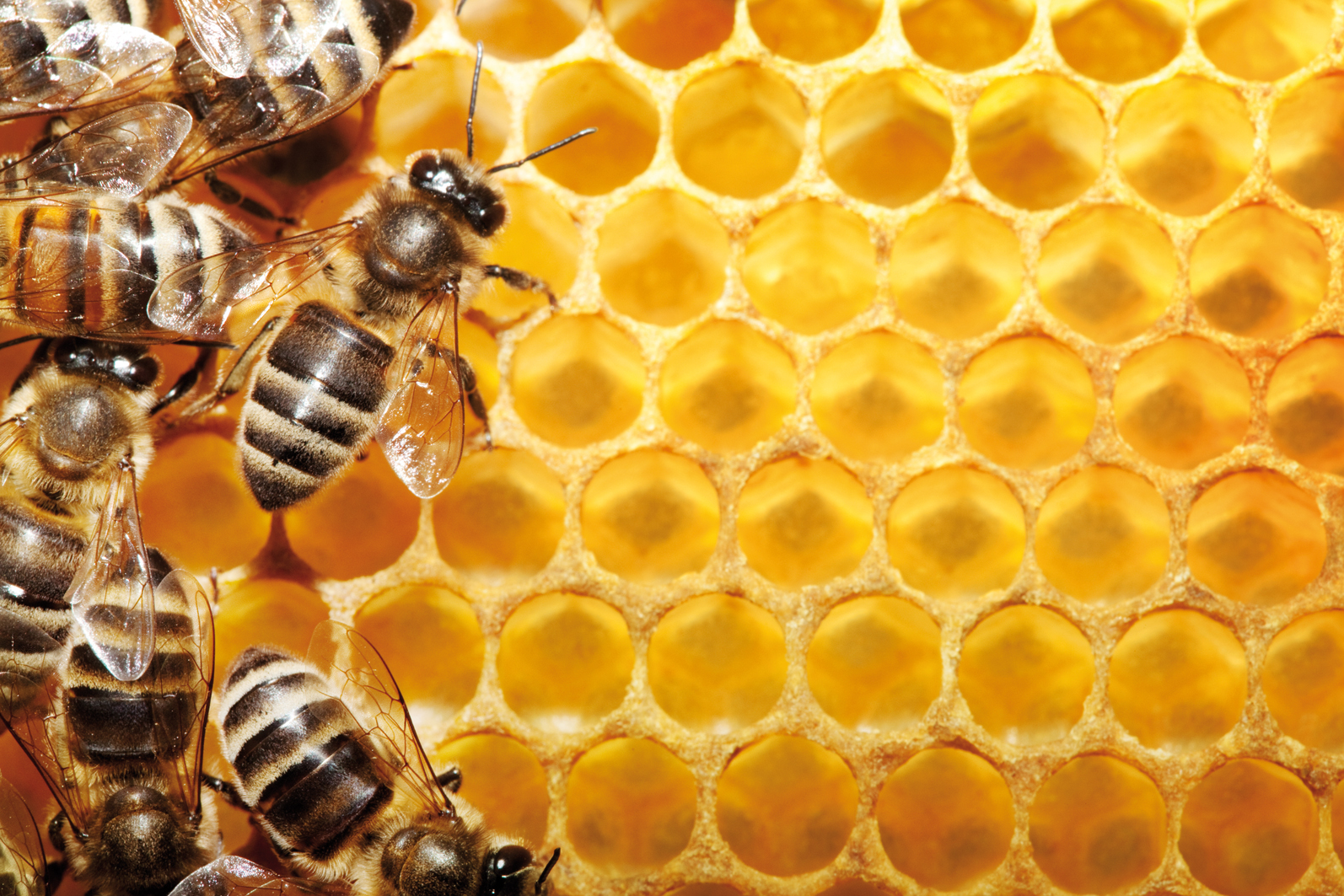 Azerbaijan aims to double honey production