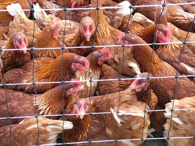 Bird flu no threat for Azerbaijan: gov't