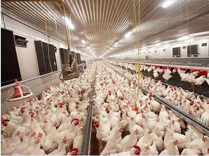 Azerbaijan talks on threat of bird flu in country