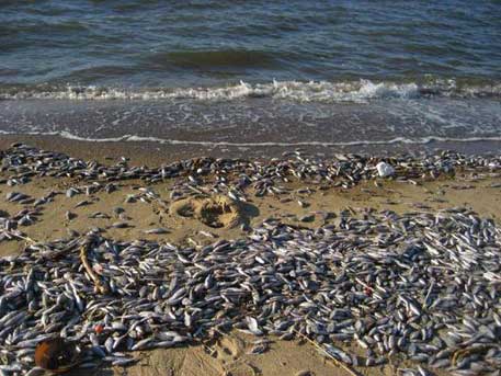 Preventive measures needed against fish deaths