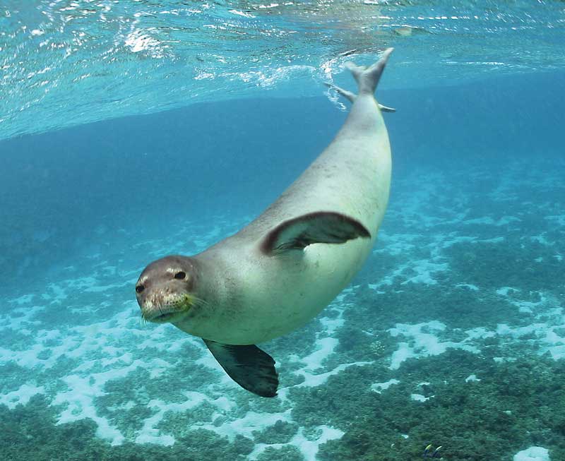 Caspian seals in danger of slipping away