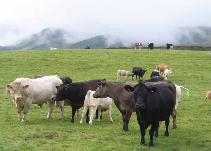 Cattle breeding, Azerbaijan’s agricultural frontier