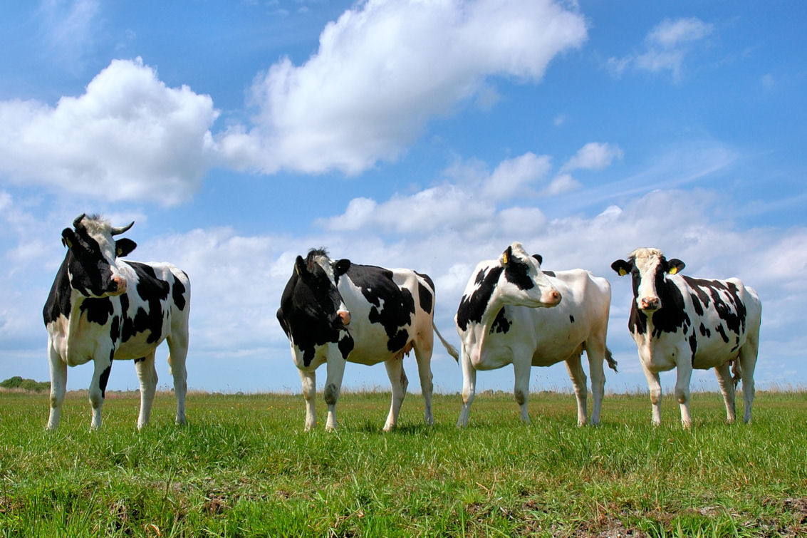 FAO project to upgrade pedigree cattle breeding in Azerbaijan