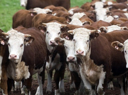 Azerbaijan ups cattle import from Georgia