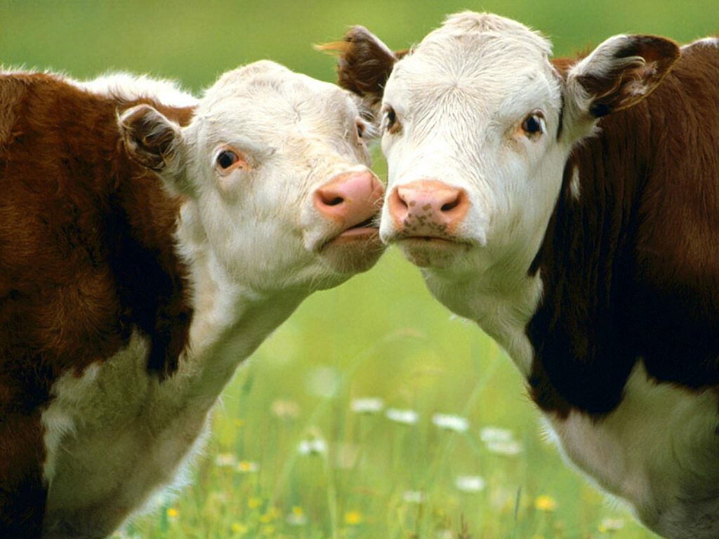 Nodular dermatitis reaches Azerbaijan