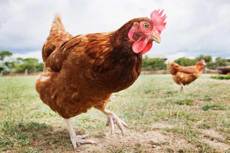 Azerbaijan bans poultry meat import from Iran