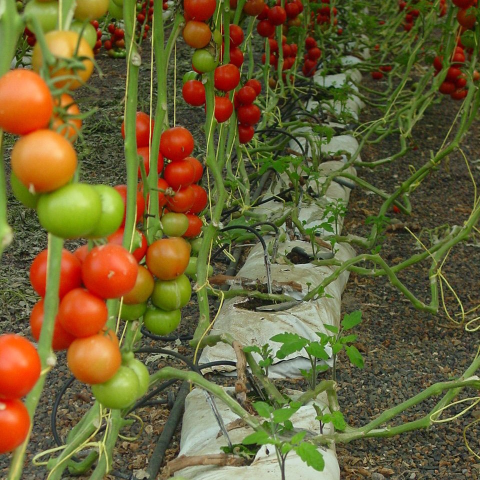 Shaki to grow tomatoes in coco peat