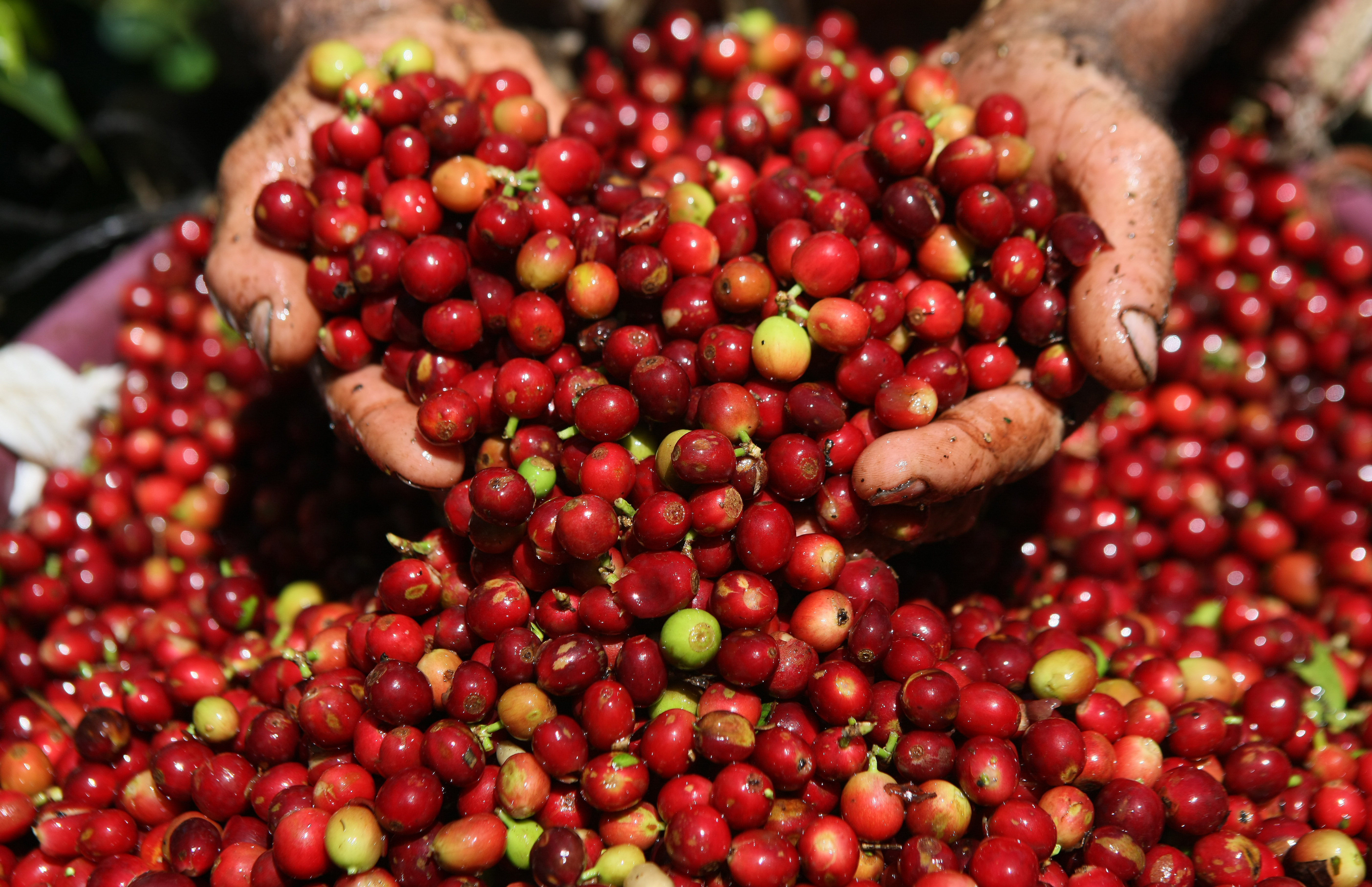 Coffee Harvest in Indonesia heading for record on rainfall