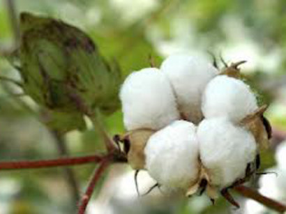 Kazakhstan exports its cotton varieties to eleven countries