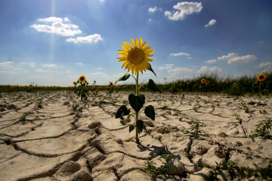 Pushing challenge of desertification