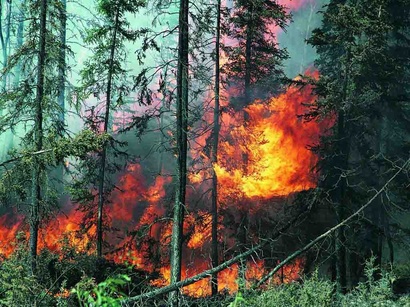 Azerbaijani Prosecutor General's Office files criminal case against Armenians who set fire to forests in occupied territories