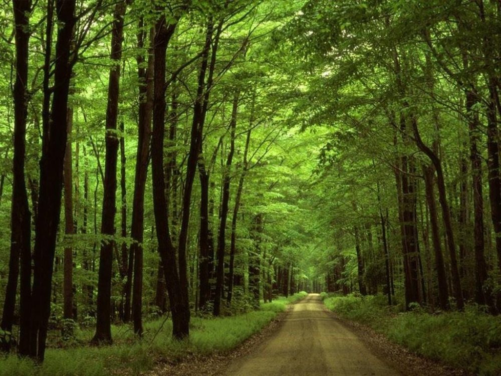 Forest areas increase in Azerbaijan