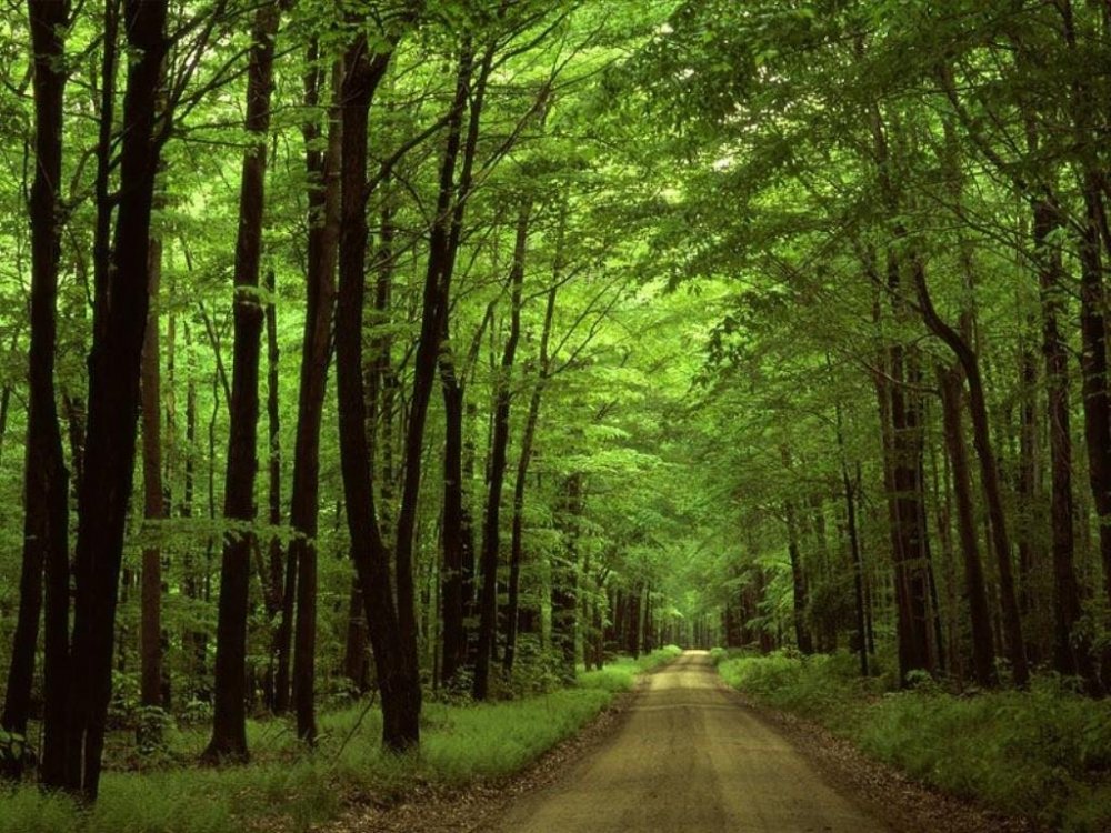 Forest areas increase in Azerbaijan