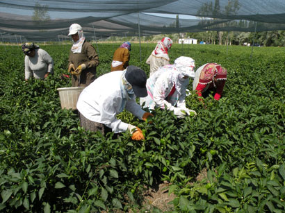 Azerbaijan's agricultural sector in focus of Dutch investors