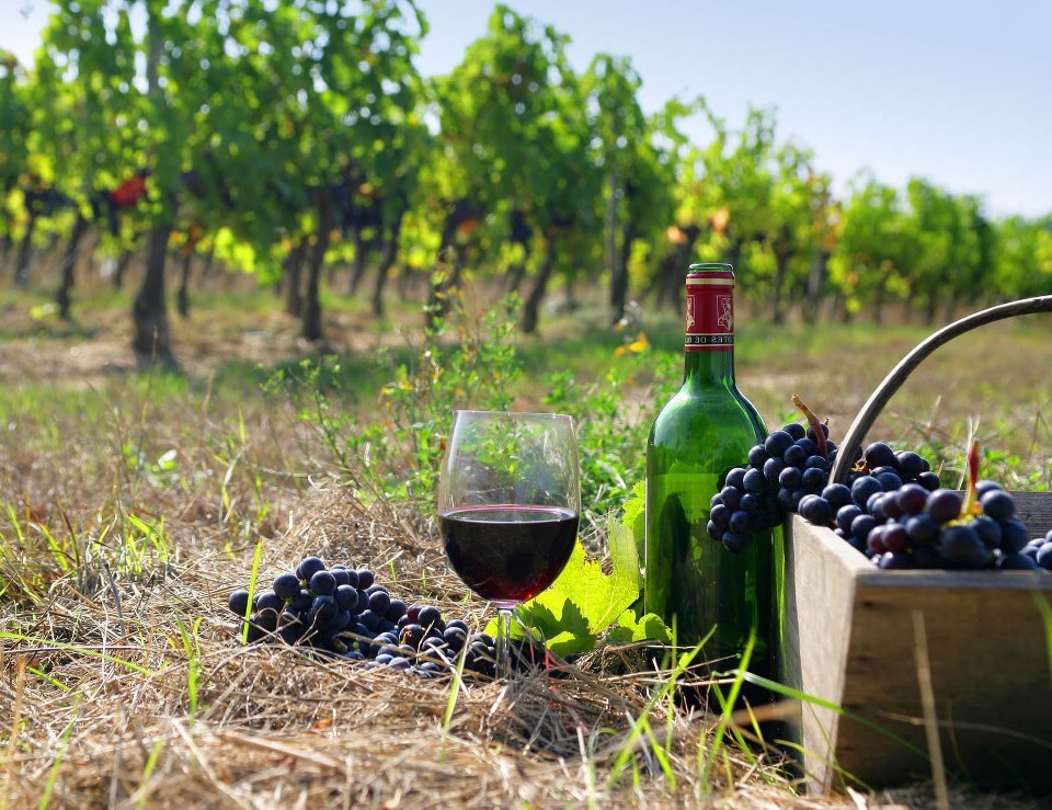 Azerbaijan enjoys right conditions to develop wine industry