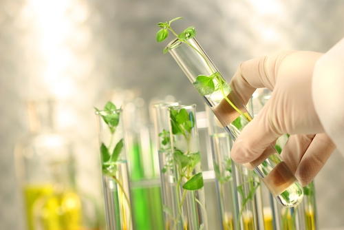 Azerbaijan strengthens control over genetically modified plants