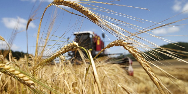 Kazakhstan reveals grain export volumes