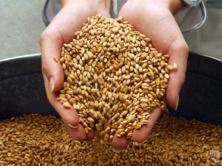 Kazakhstan to harvest 17 mln tons of grain in 2014