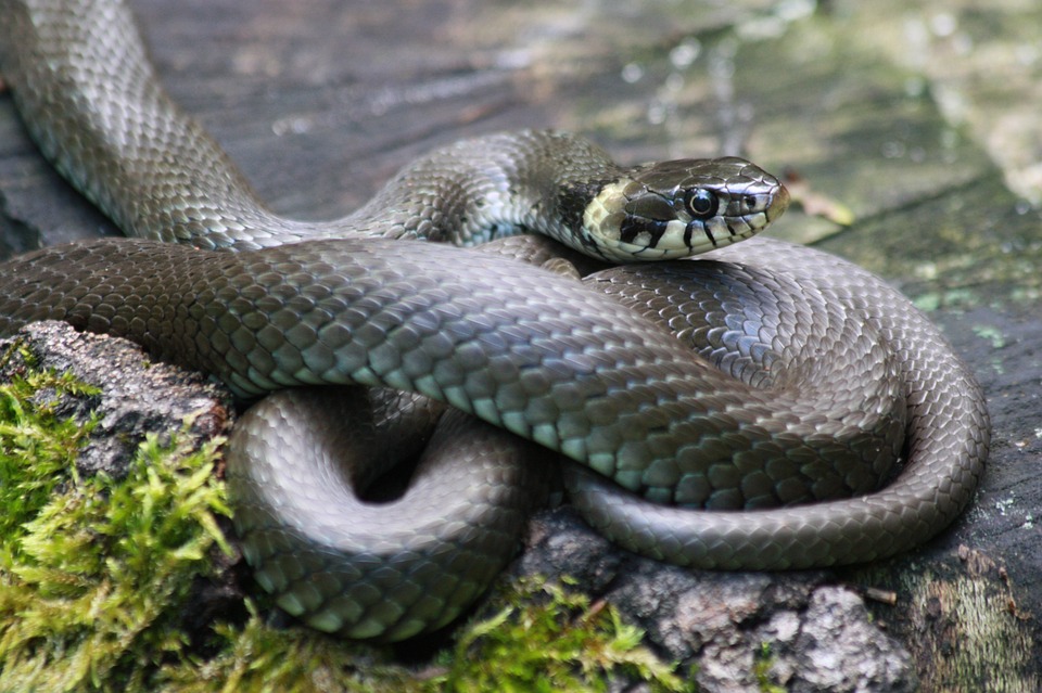 Be careful: snakebite season begins