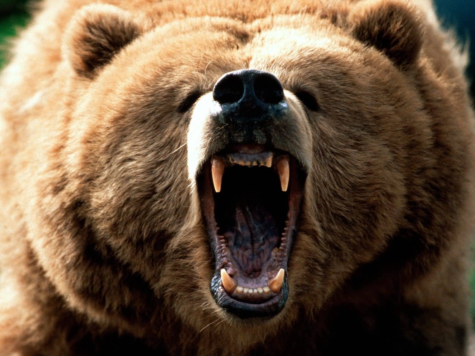 Bear attacks village in Azerbaijan