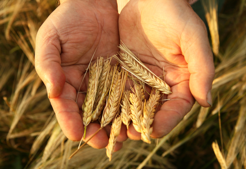 Turkmenistan can export surplus wheat