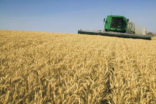 Over 20 million tons of grain in net weight collected in Kazakhstan