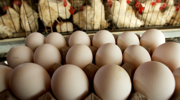 Iran lifts ban on chicken import from France