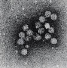 Hepatitis C rages in Georgia