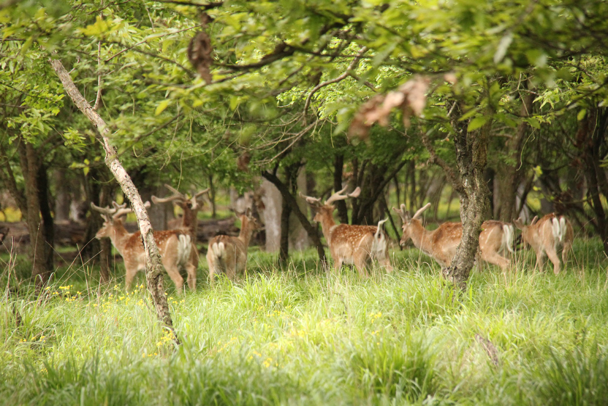 Gazelles not endangered in Azerbaijan