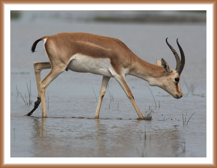 Population of gazelles increasing in Azerbaijan