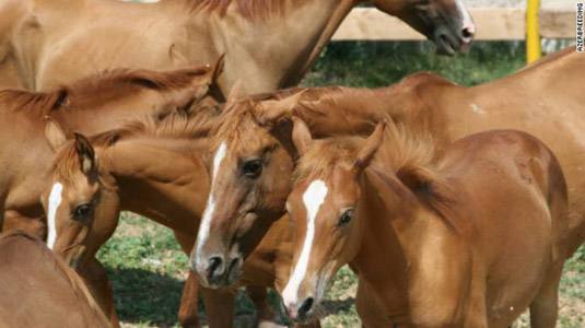 Saving majestic Karabakh horses