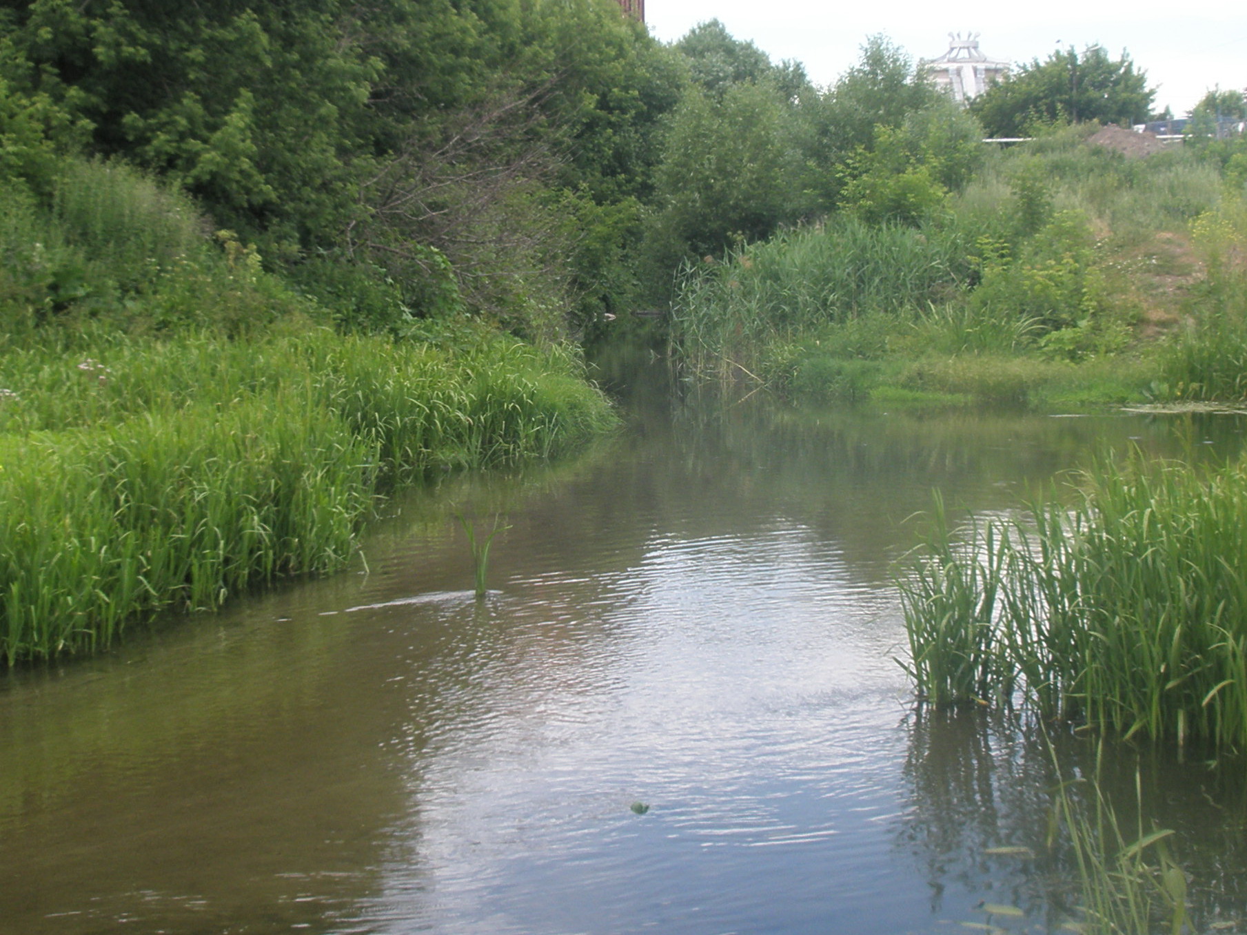 Biogenic substances amount above normal in Kur and Araz rivers
