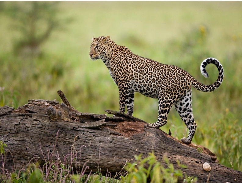 Leopard reserve to be created in Azerbaijan, Russia