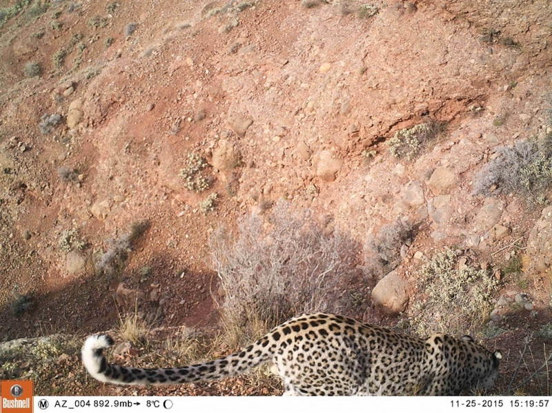 Leopard traces found in Nakhchivan