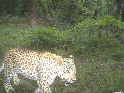 Leopards recorded in Azerbaijani preserves