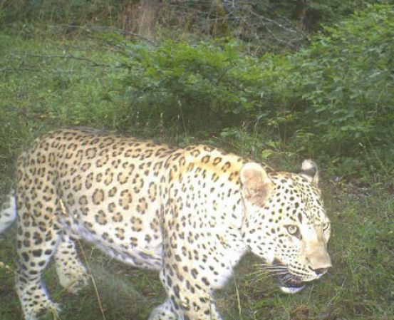 Azerbaijan steps up efforts to protect leopards
