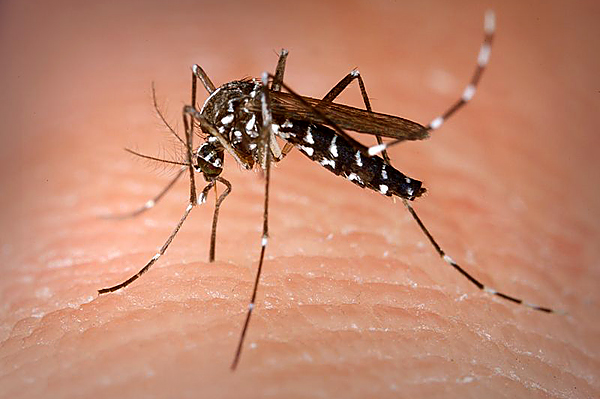 Azerbaijan on way of eliminating malaria