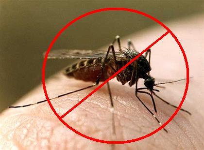 No swine flu cases, Zika virus diagnosed in Azerbaijan