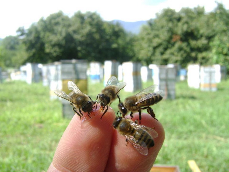 Azerbaijan preparing to export honey