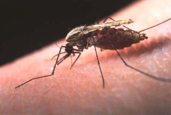 Malaria cases rare, but govt to continue prevention efforts