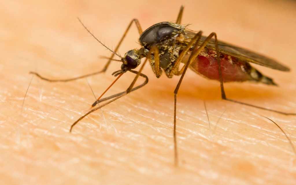 Zika virus poses no danger to Azerbaijan