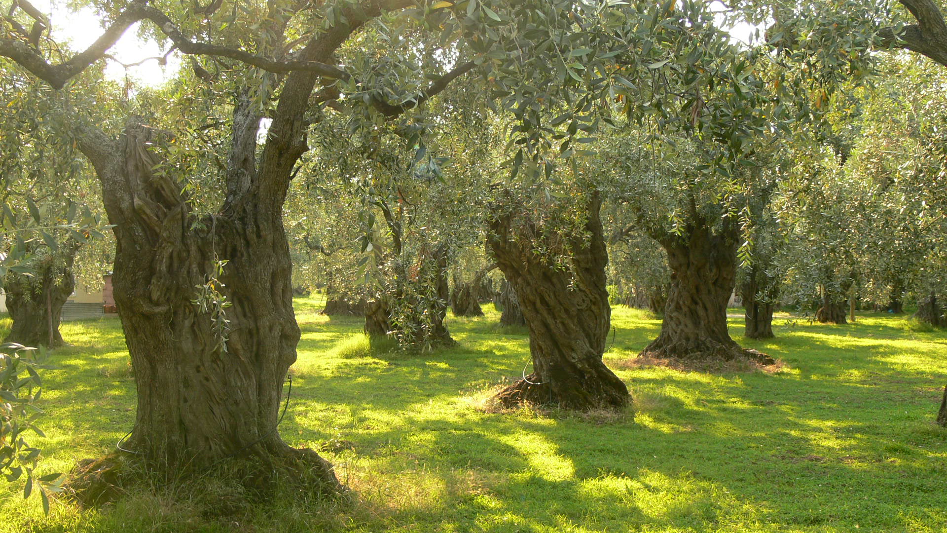 Olive cultivation could see growth in Azerbaijan