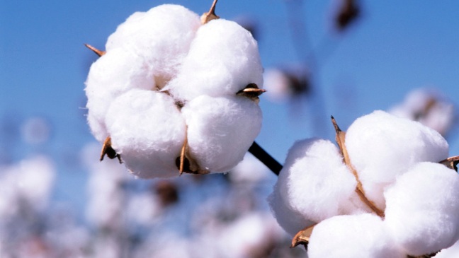 Azerbaijan develops more resistant strains of cotton