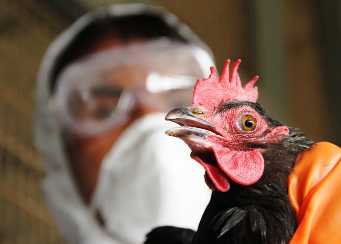Avian influenza not threatening Azerbaijan