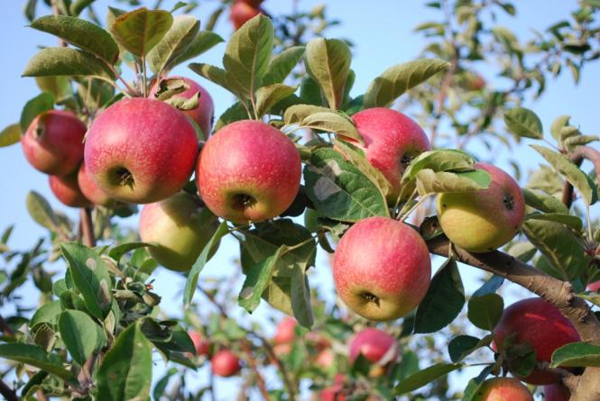 Best time to pick apples in Guba