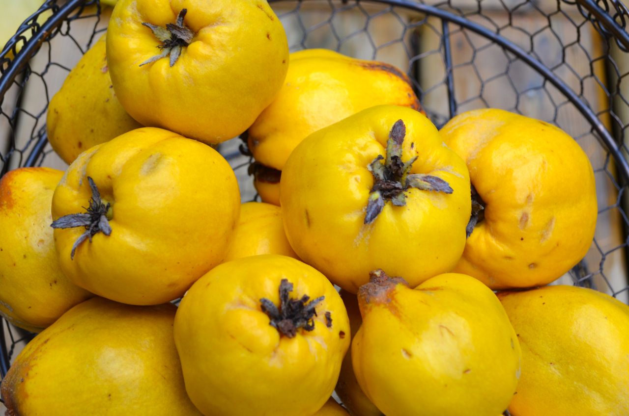 Welcome queen of fruits - quince